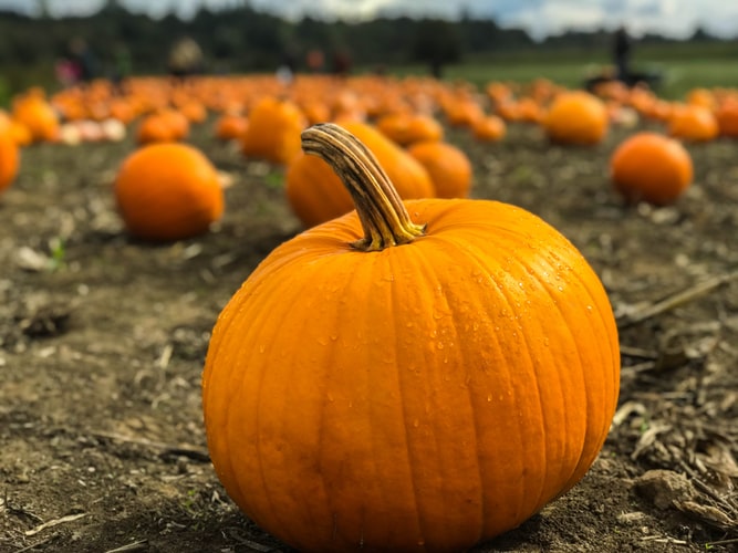 stock pumpkin photo